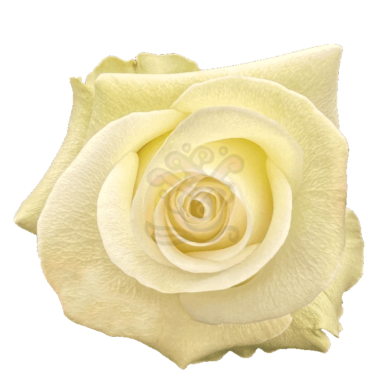 Alba Roses White