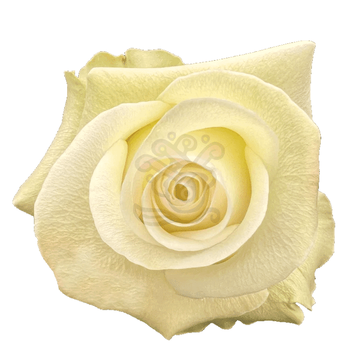Alba Roses White