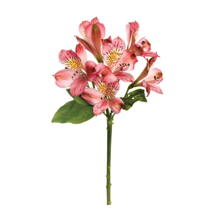 Alstroemeria Perfection Hot Pink • Asiri Blooms • Bulk Flowers