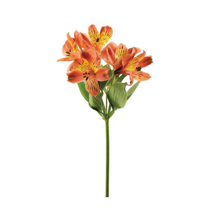 Alstroemeria Perfection Orange • Asiri Blooms • Bulk Flowers