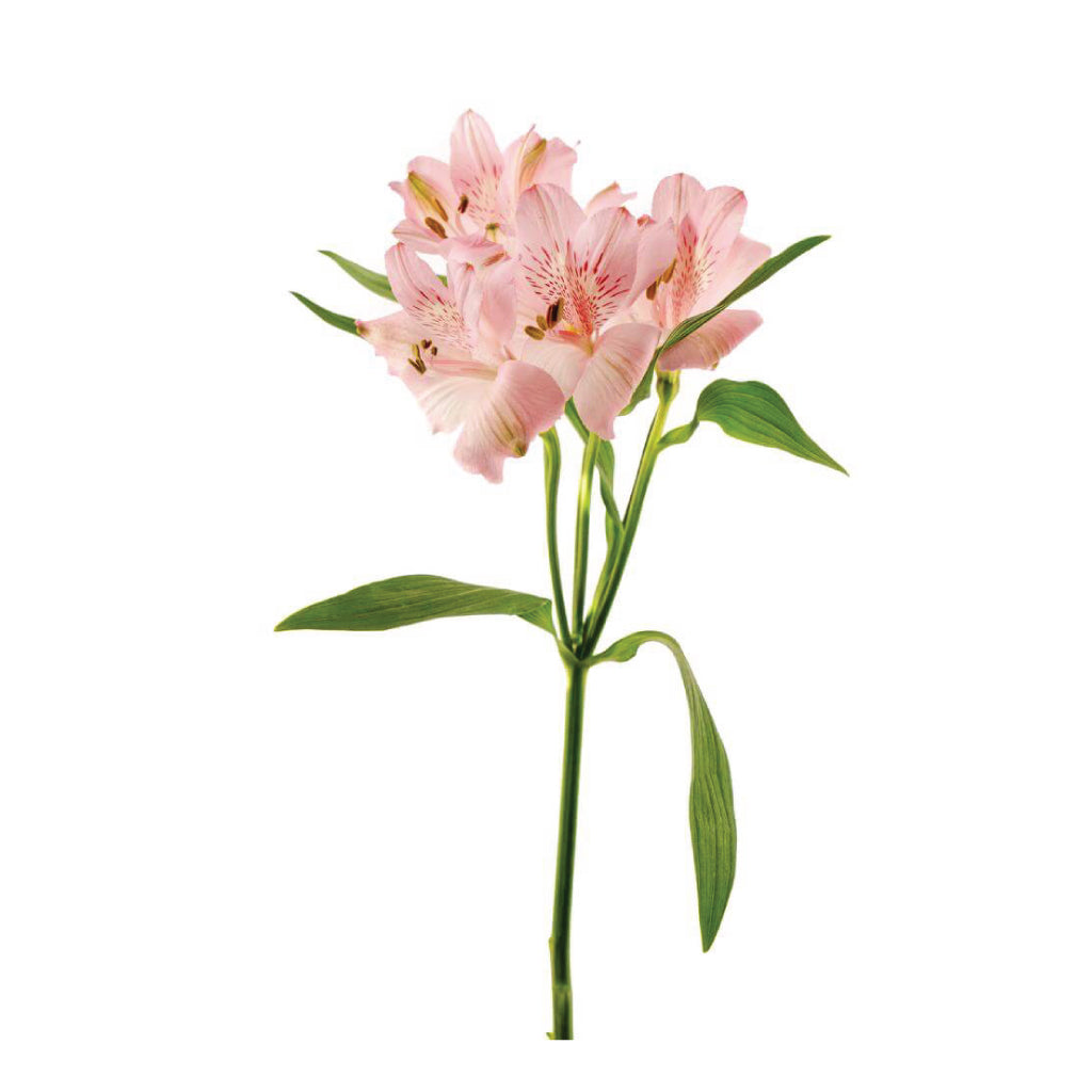 Alstroemeria Perfection Pink • Asiri Blooms • Bulk Flowers