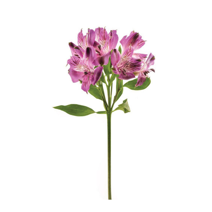 Alstroemeria Perfection Purple • Asiri Blooms • Bulk Flowers