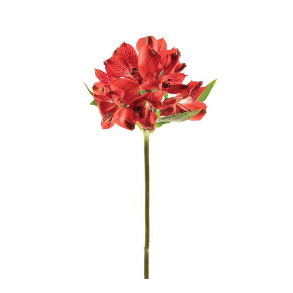 Alstroemeria Perfection Red • Asiri Blooms • Bulk Flowers