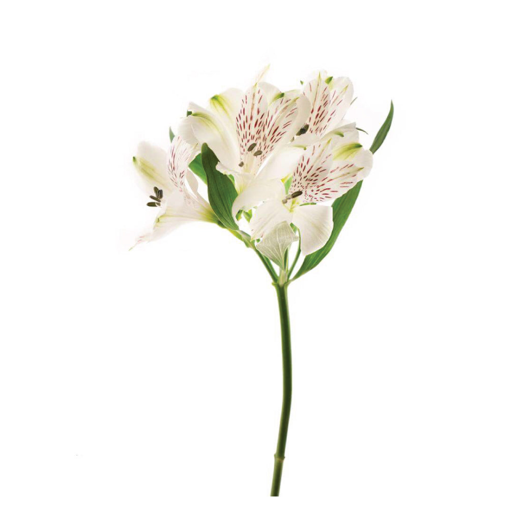 Alstroemeria Perfection White • Asiri Blooms • Bulk Flowers