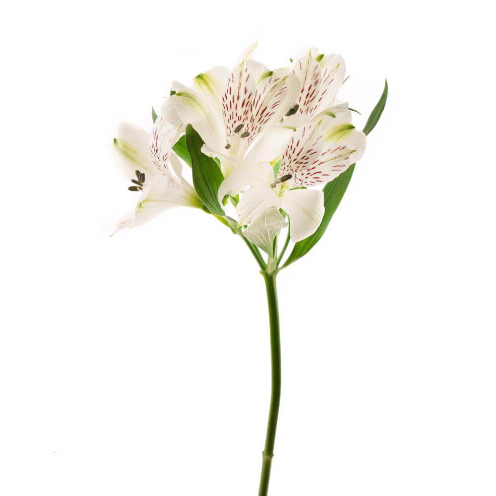 Alstroemeria White - Asiri Blooms