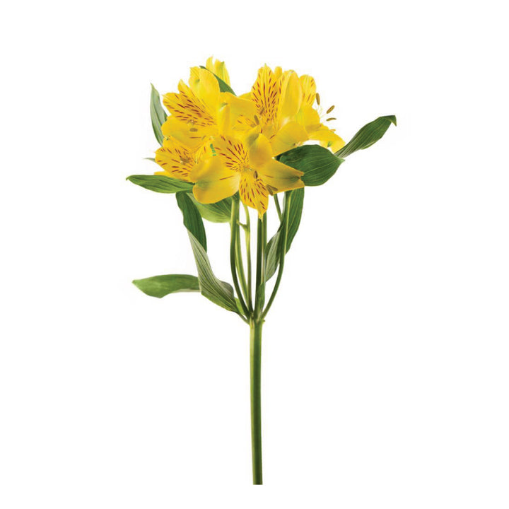 Alstroemeria Perfection Yellow • Asiri Blooms