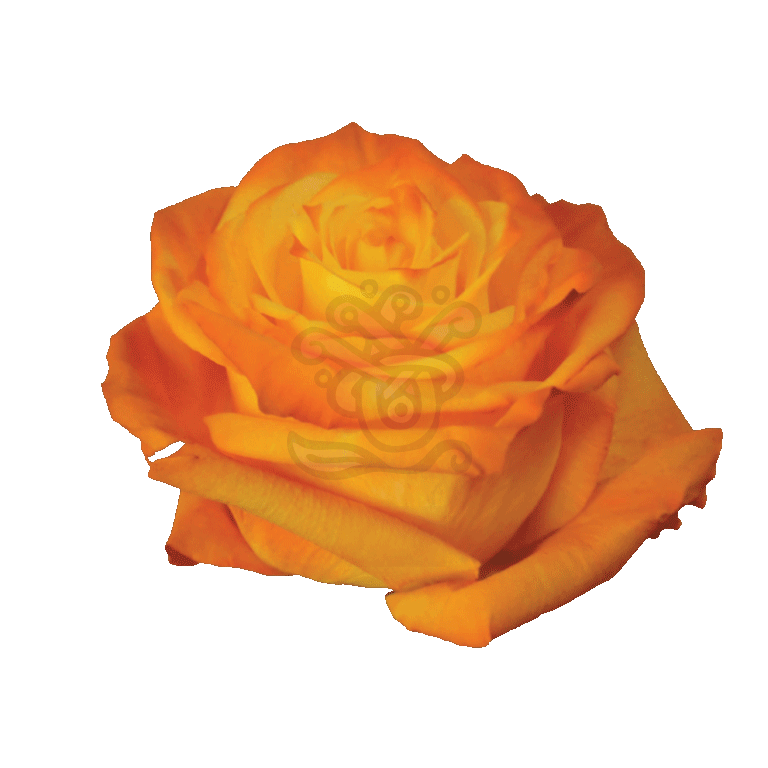 Amber Tinted Roses 2