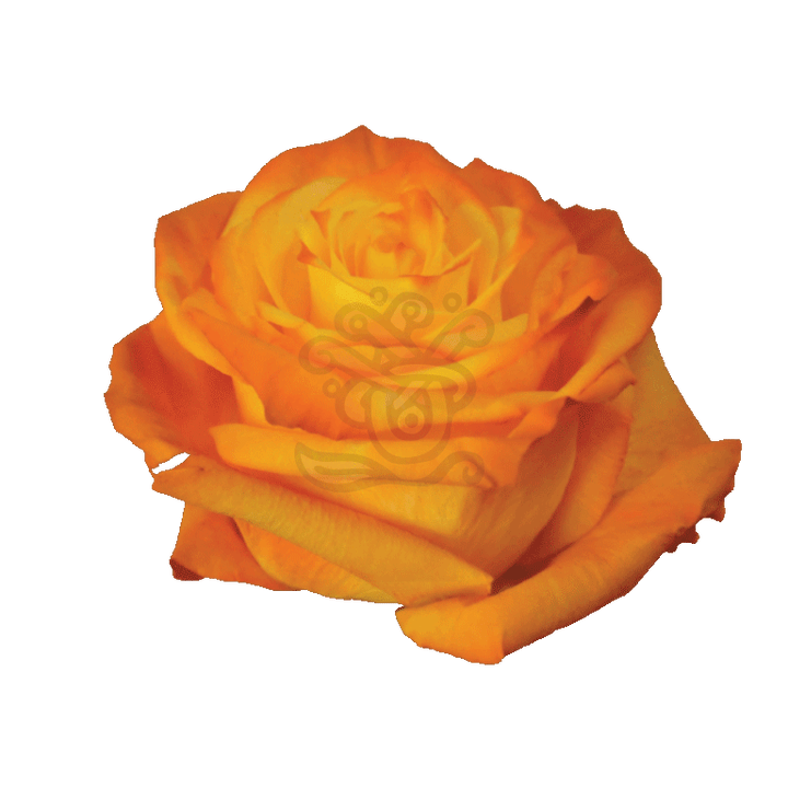 Amber Tinted Roses 2