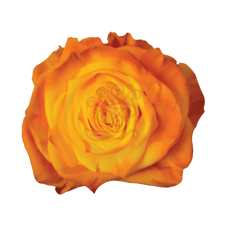 Amber Tinted Roses