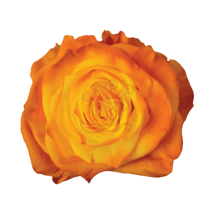 Amber Tinted Roses