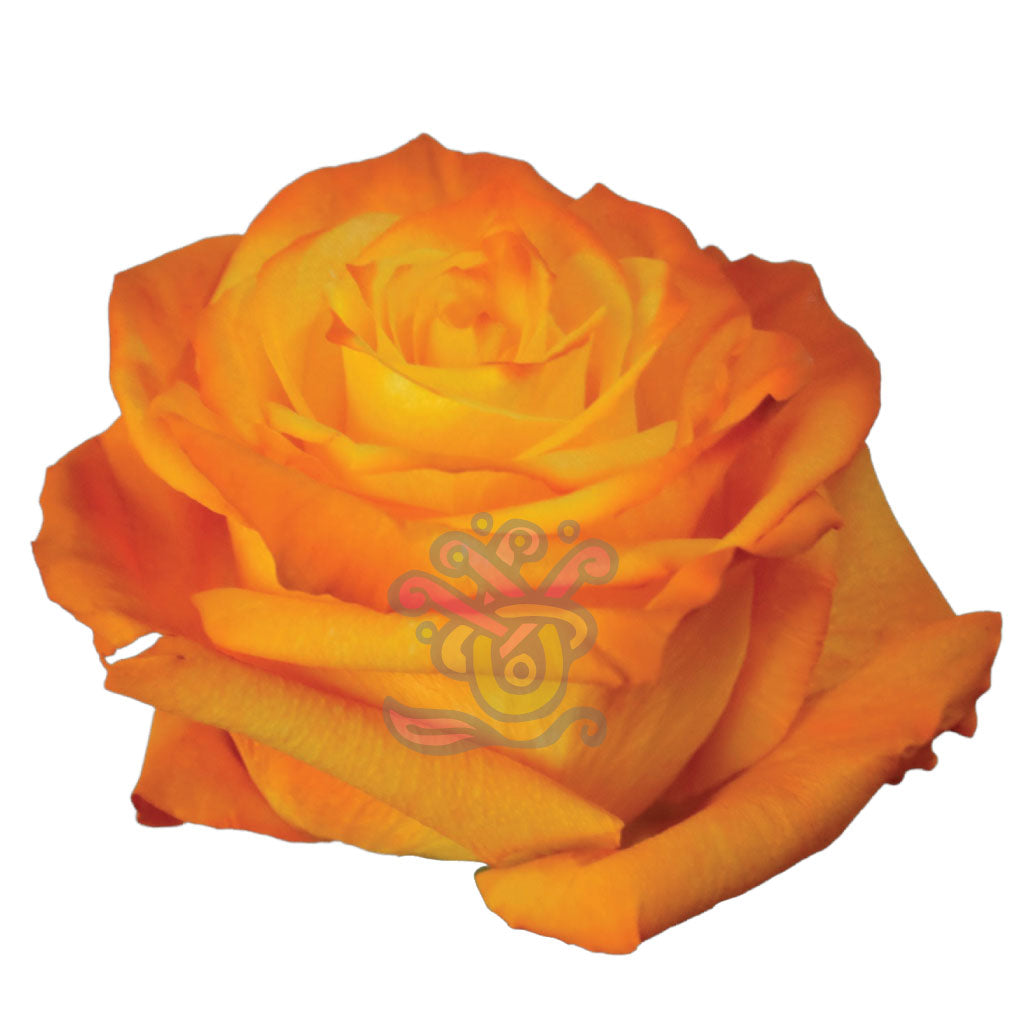 Amber Tinted Roses • Asiri Blooms