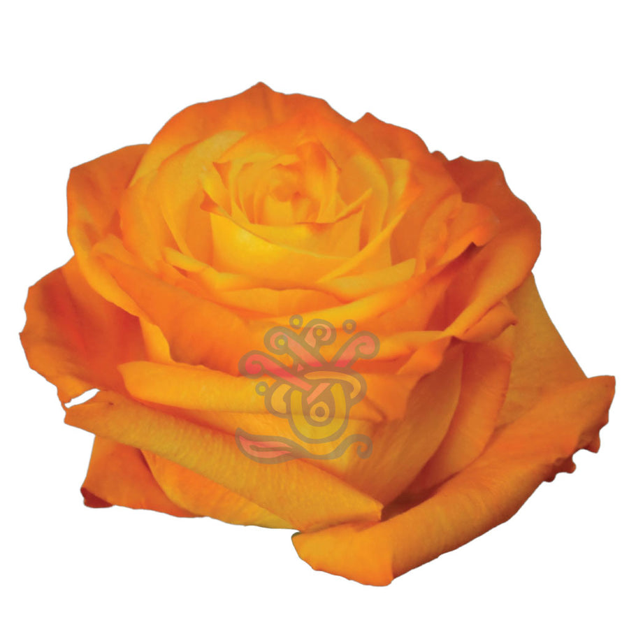 Tinted Ecuadorian Roses • Asiri Blooms • Bulk Flowers