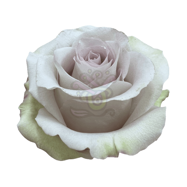 Andrea Roses Lavender 2