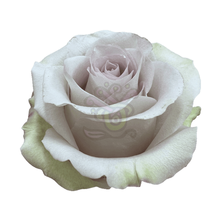 Andrea Roses Lavender 2