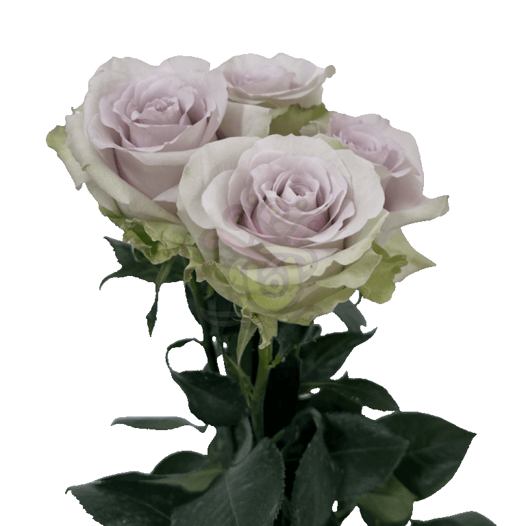 Andrea Roses Lavender 3