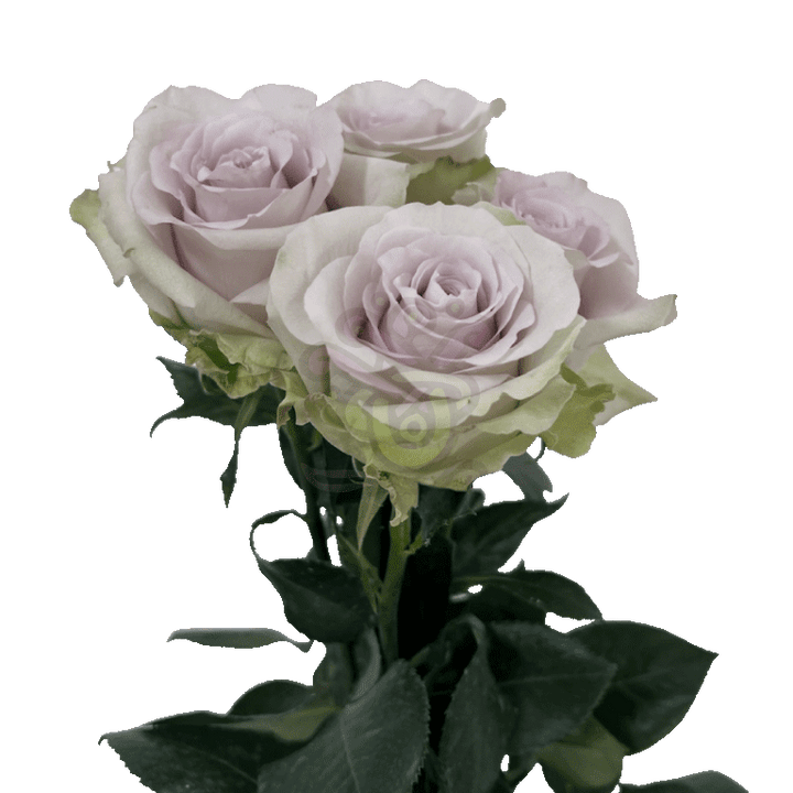 Andrea Roses Lavender 3