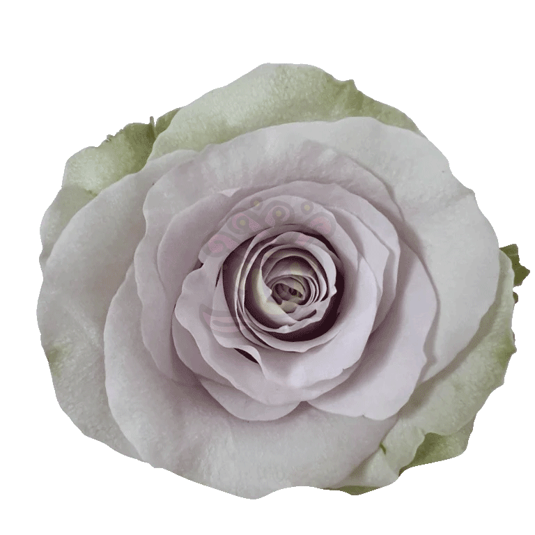 Andrea Roses Lavender