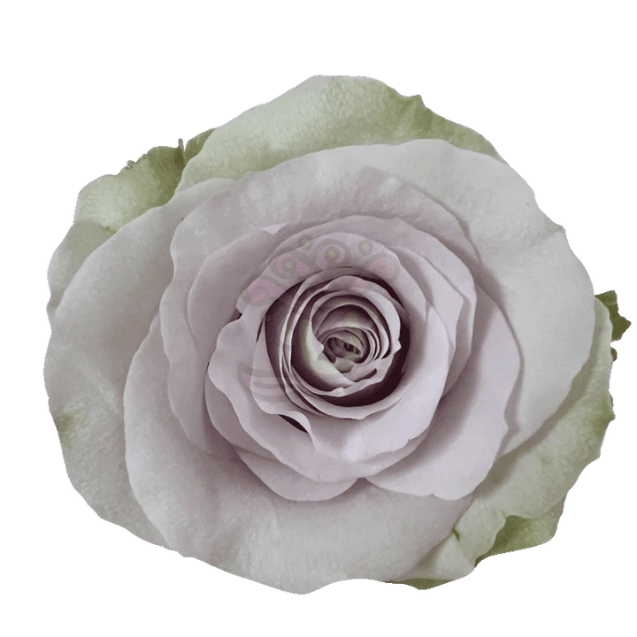 Andrea Roses Lavender