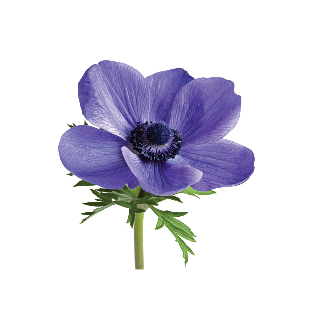 Anemones blue