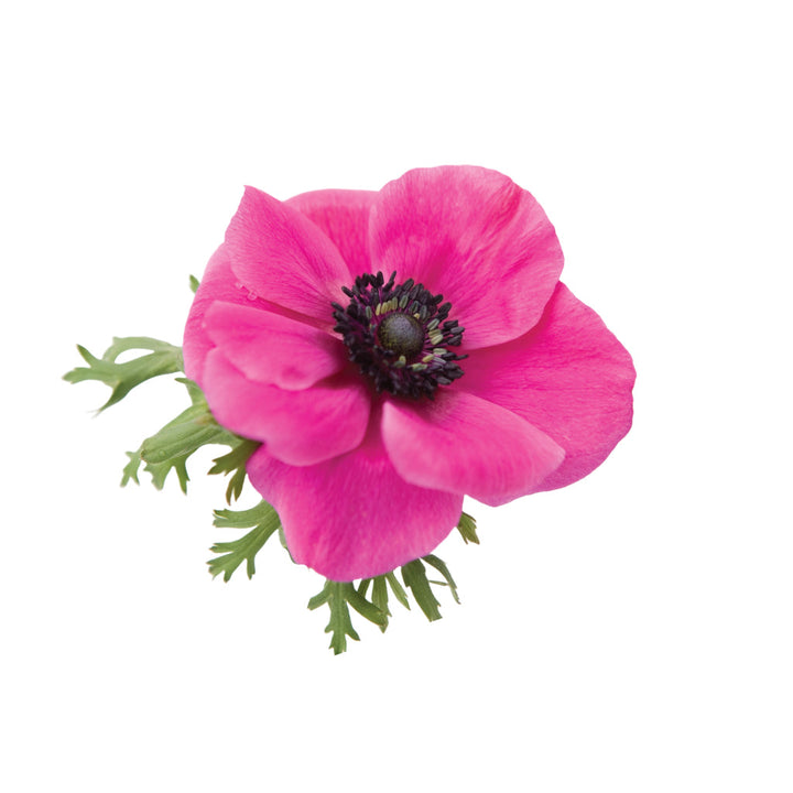 Anemones light pink