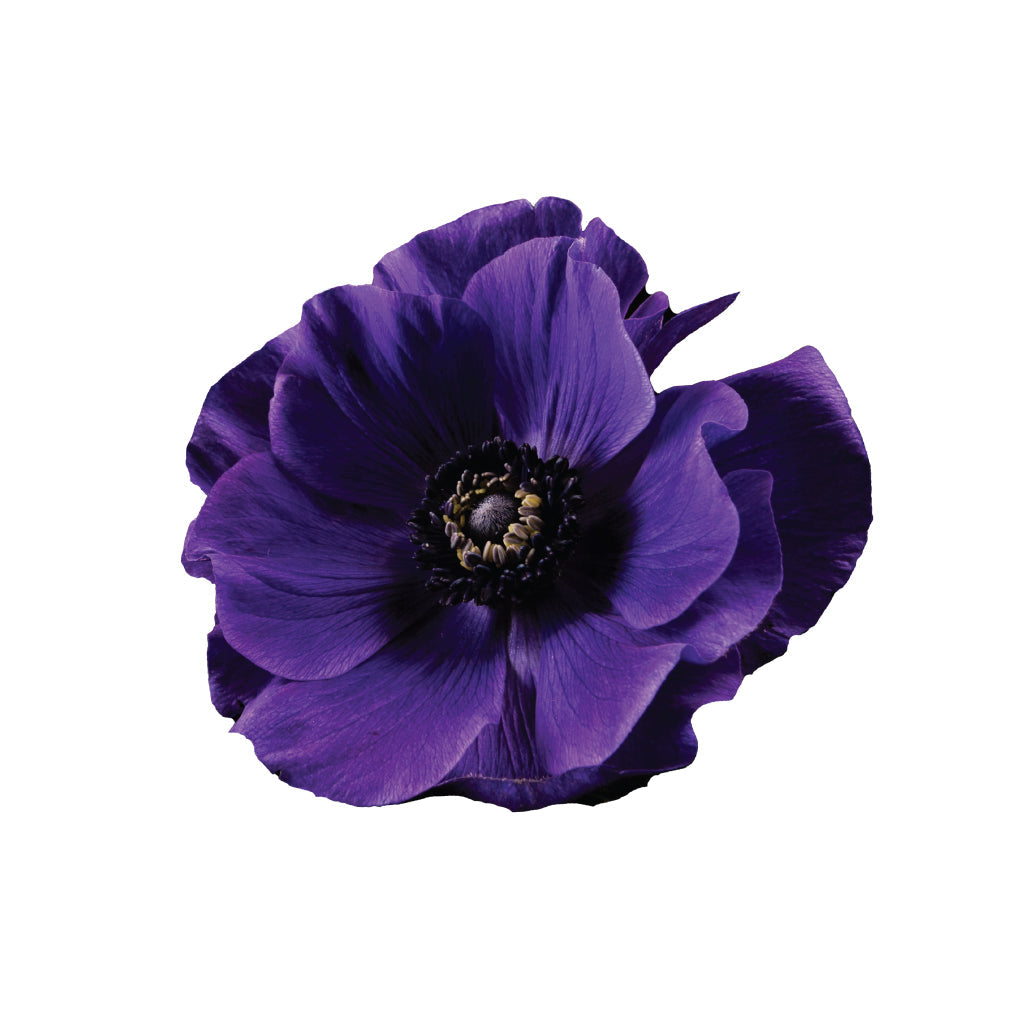 Anemones soft purple
