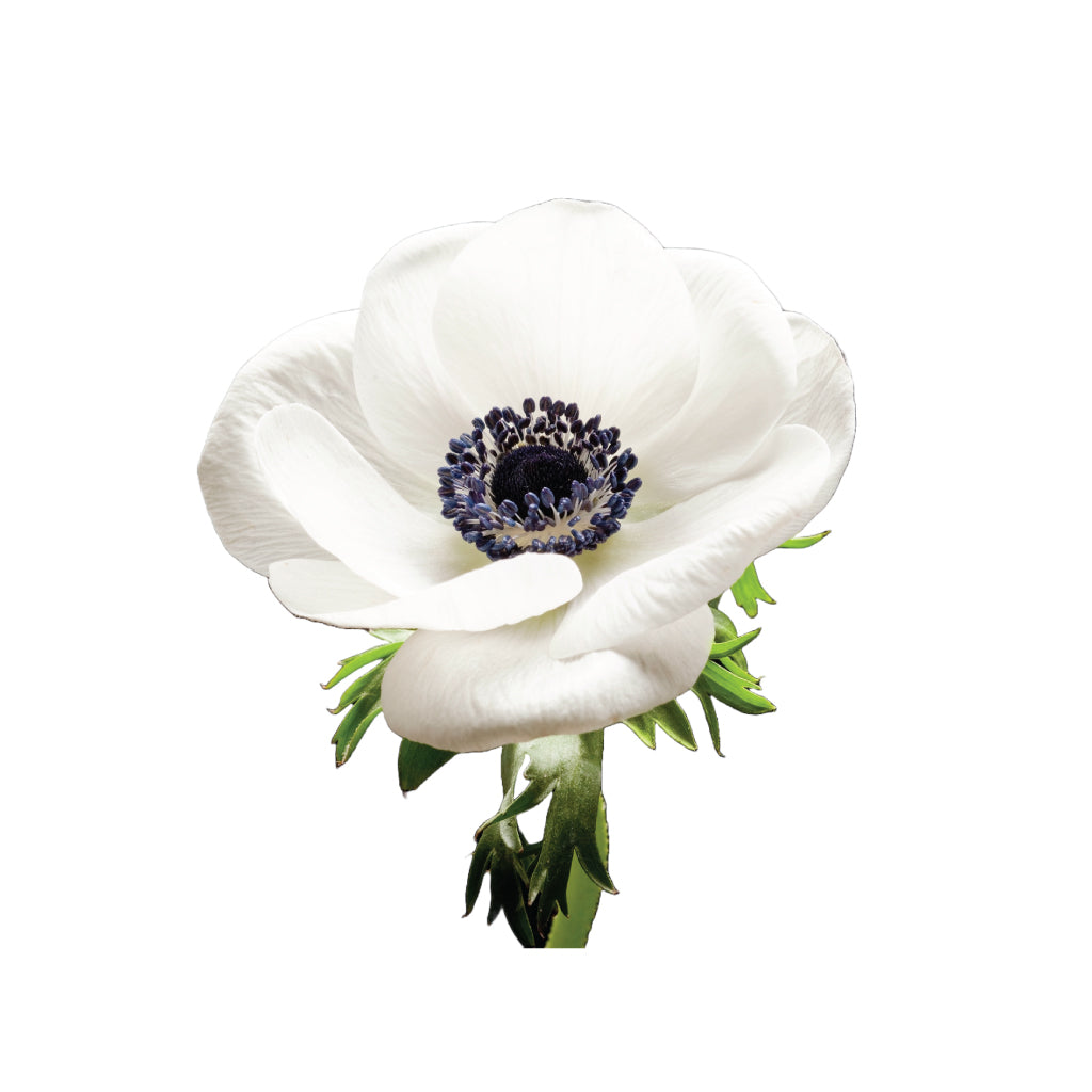 Anemones white