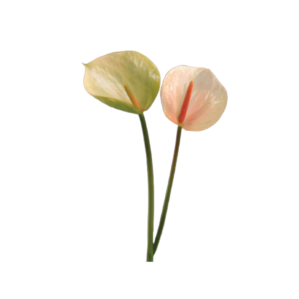 Anthurium Joli peach • Asiri Blooms