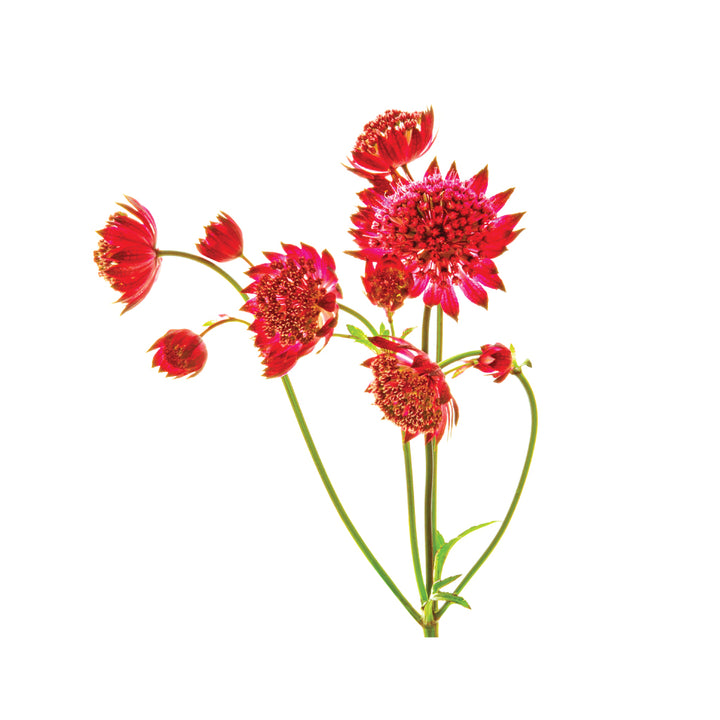 Astrantia Marinda Red• Asiri Blooms