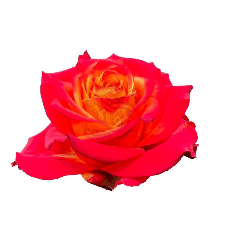 Atomic Roses 2