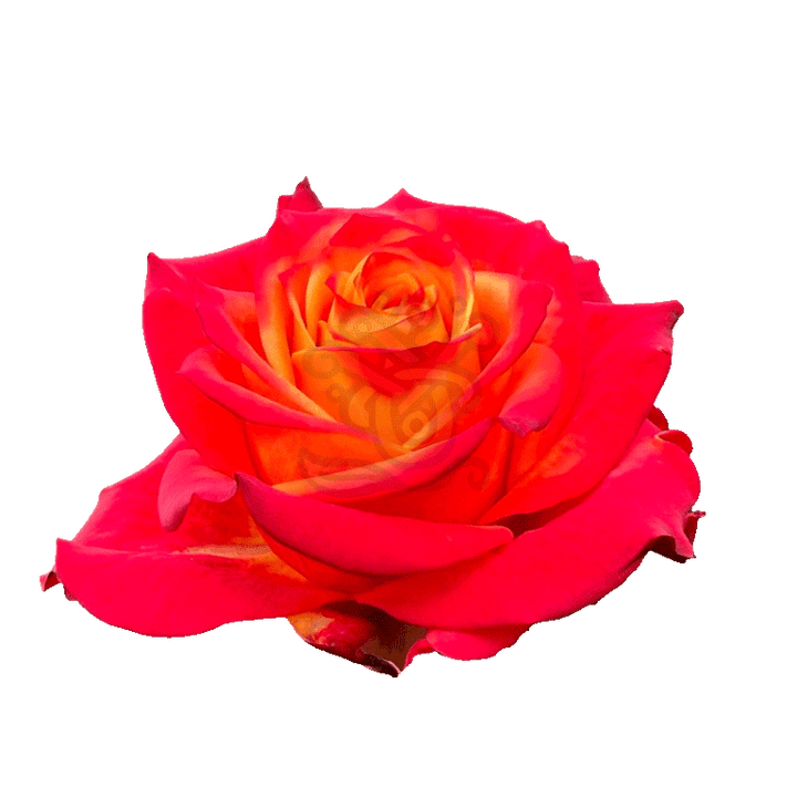 Atomic Roses 2