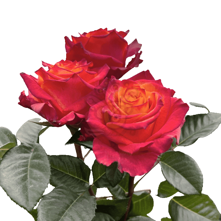 Atomic Roses 3