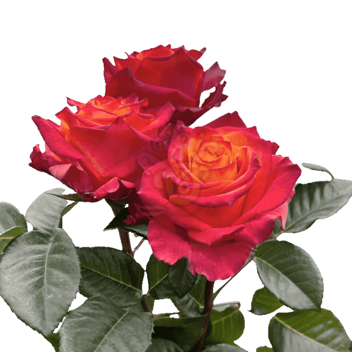 Atomic Roses 3