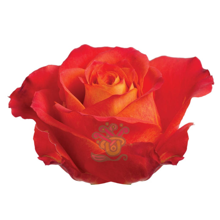 Atomic Roses - Asiri Blooms