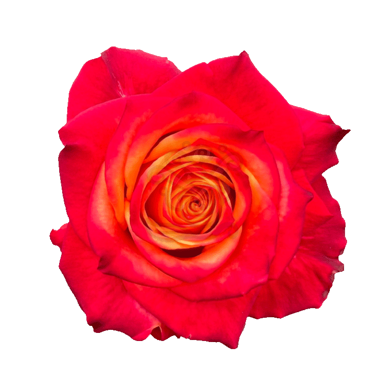 Atomic Roses