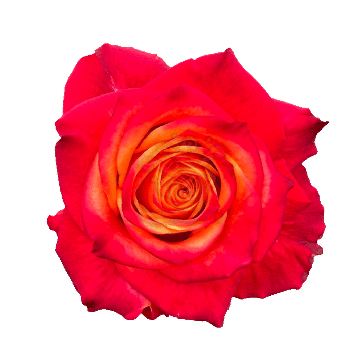 Atomic Roses