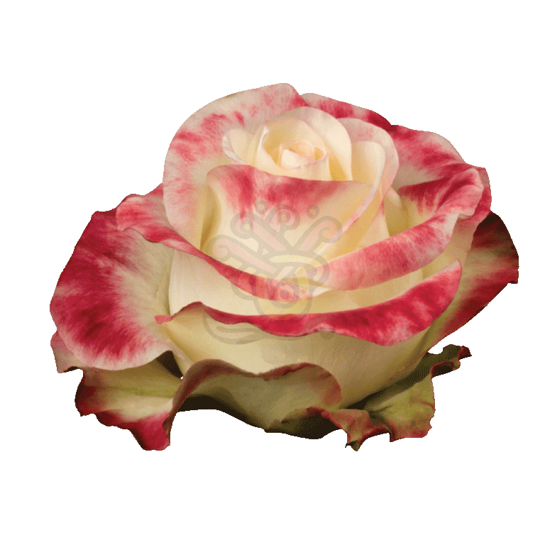 Aubade Roses Bicolored 2