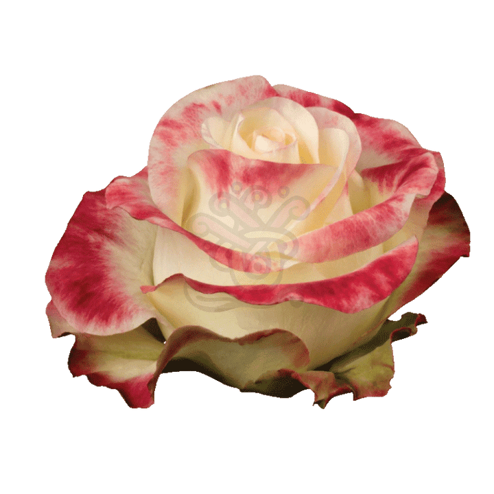 Aubade Roses Bicolored 2