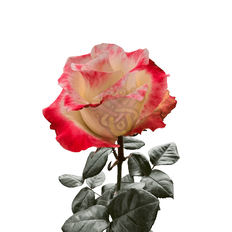 Aubade Roses Bicolored 3