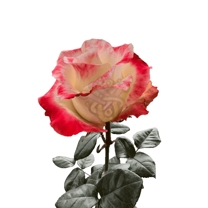 Aubade Roses Bicolored 3