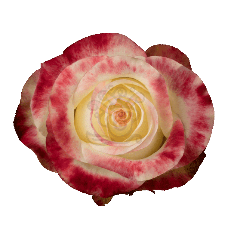 Aubade Roses Bicolored
