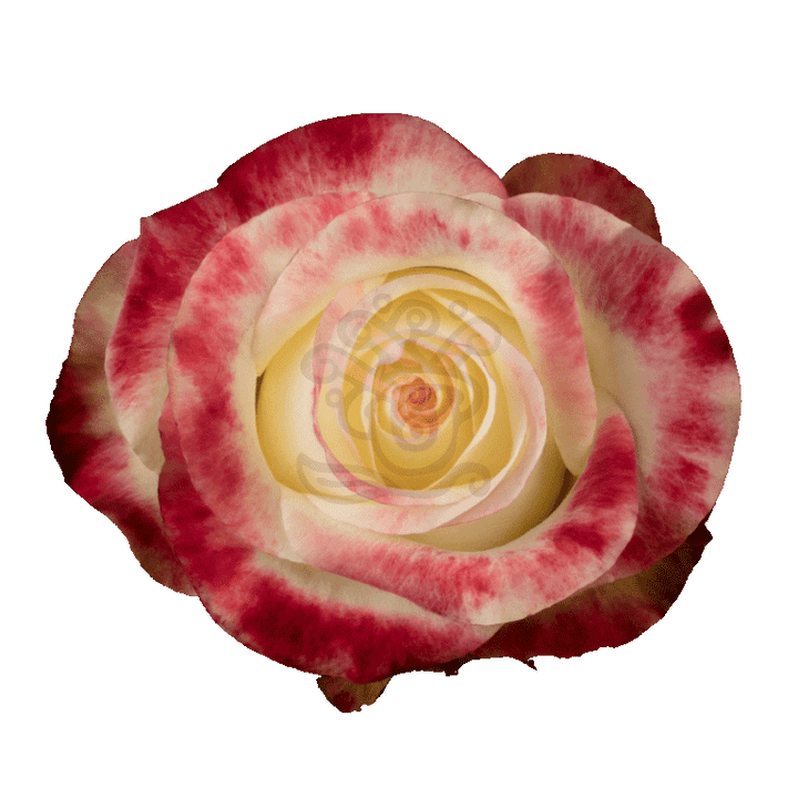 Aubade Roses Bicolored