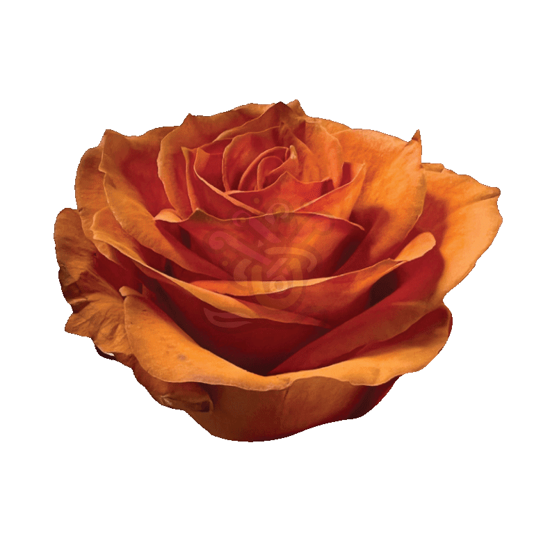 Autumn Fest Tinted Roses 2