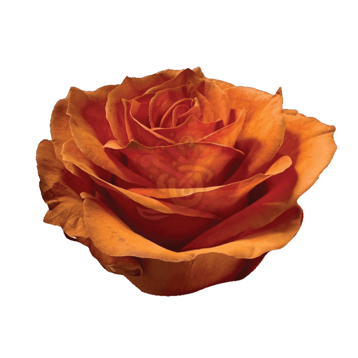Autumn Fest Tinted Roses 2