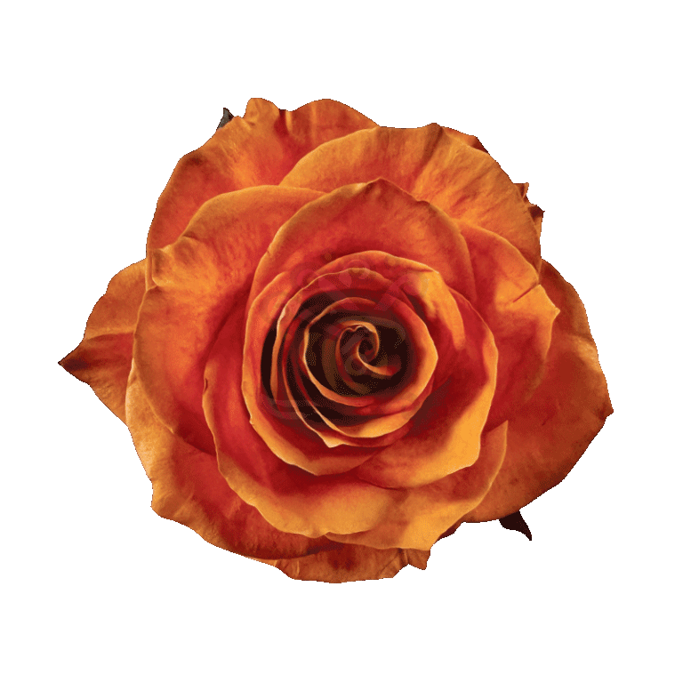 Autumn Fest Tinted Roses
