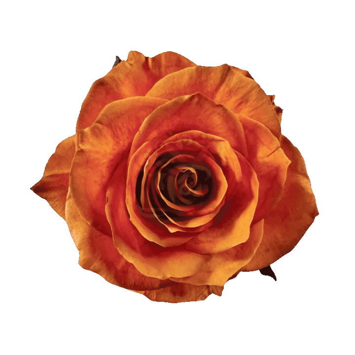 Autumn Fest Tinted Roses