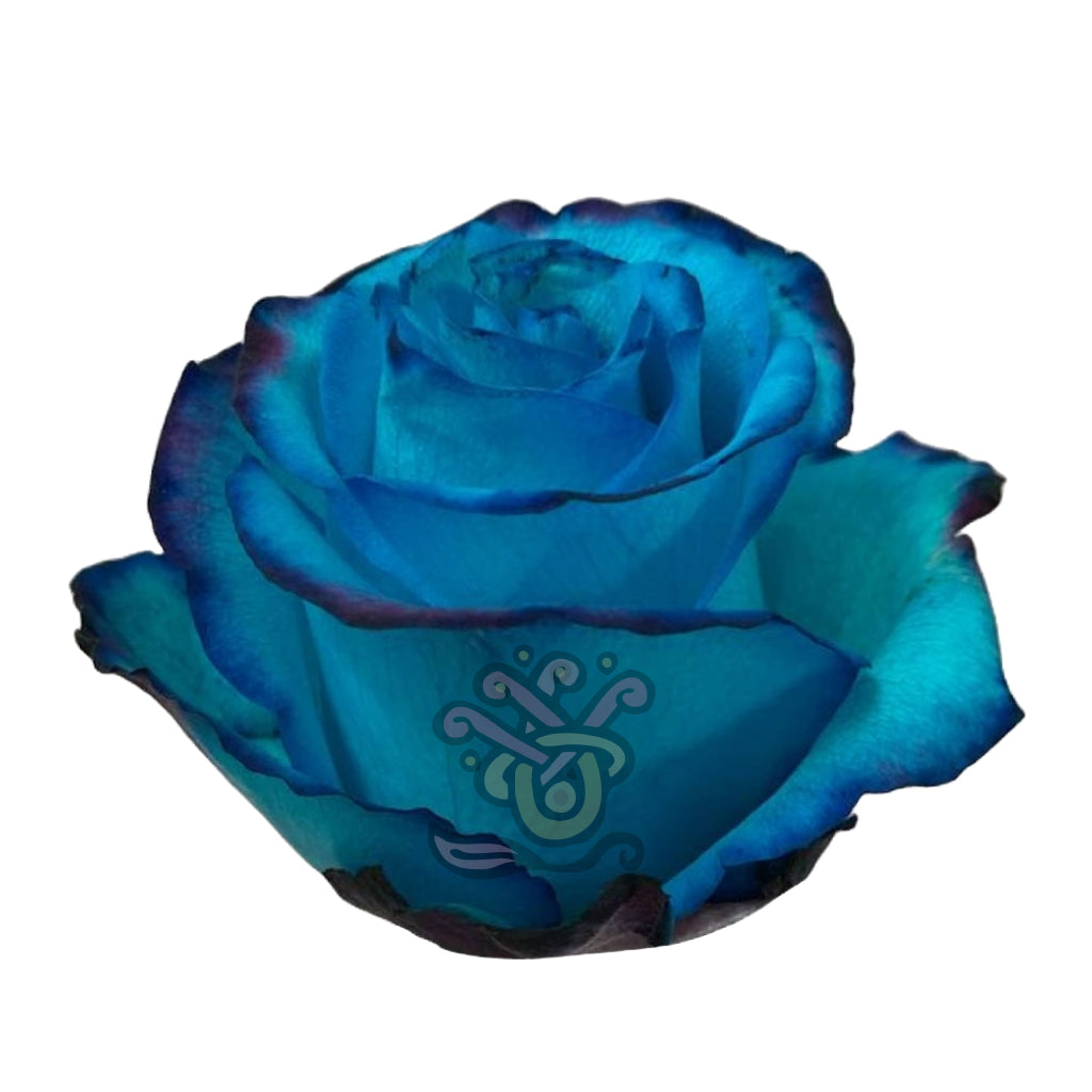 Avatar Blue Tinted Roses • Asiri Blooms