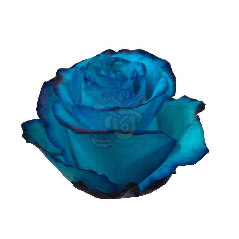 Avatar Blue Tinted Roses 2
