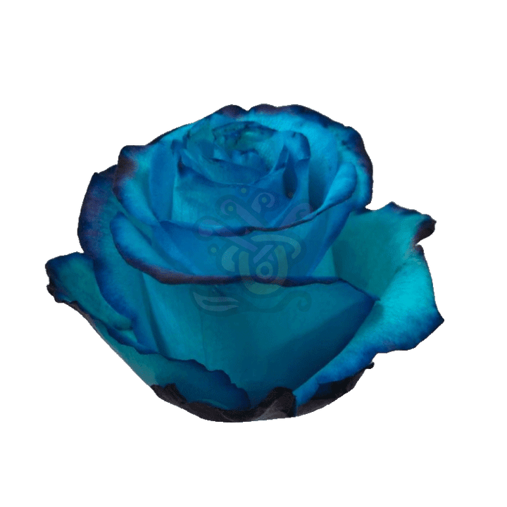 Avatar Blue Tinted Roses 2