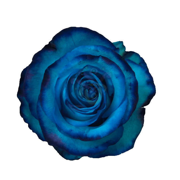 Avatar Blue Tinted Roses