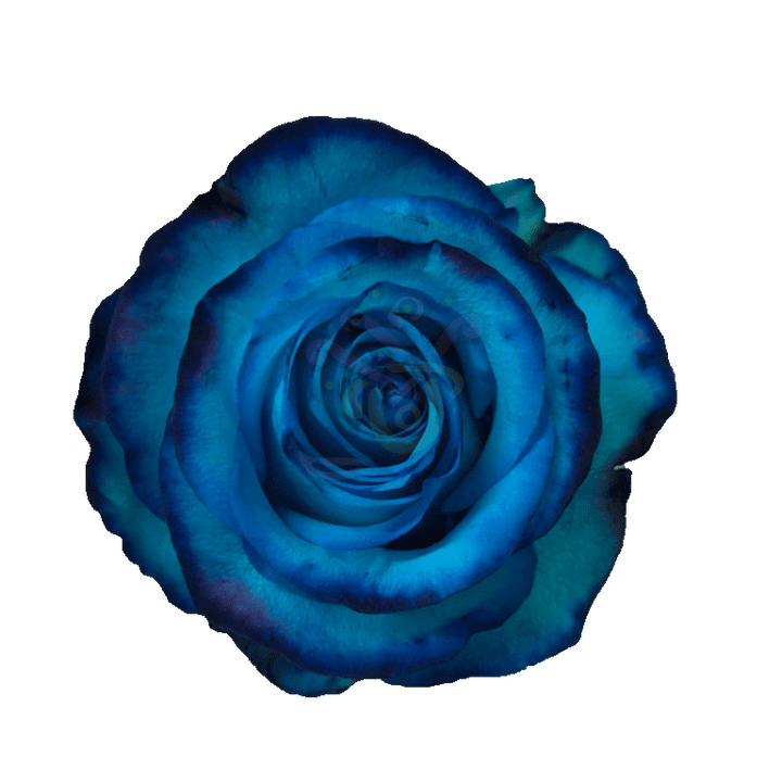 Avatar Blue Tinted Roses